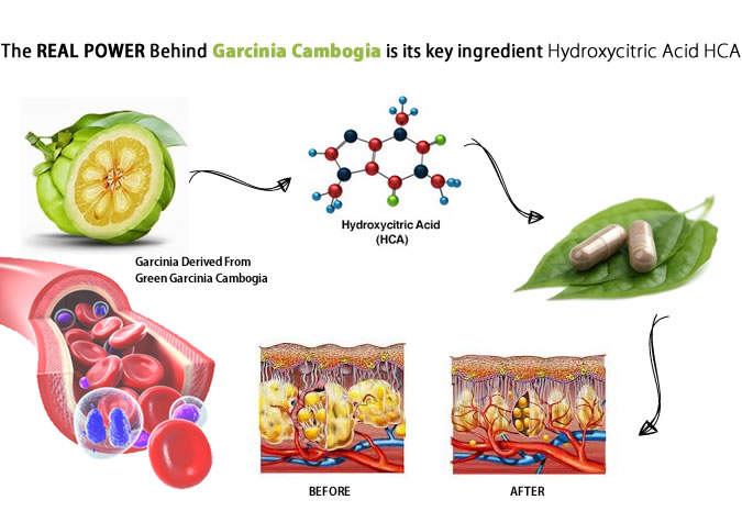 How-garcinia-cambogia works