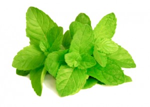 Peppermint Leaves